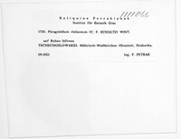 Phragmidium violaceum image